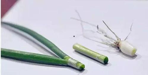 芦苇一根吃瓜,吃瓜群众的智慧盛宴